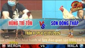 Trận 4 CPC4 12/1/2025 - Bướm Anh Hùng Đá Bướm Mồng Cắt Bể Bóng Đèn
