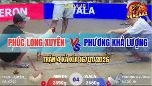Trận 4 Xà Xía 16/1/2026 - Gà Úa Anh Phúc Đá Cho Đã Vô Trong Nằm Bẹp Dí