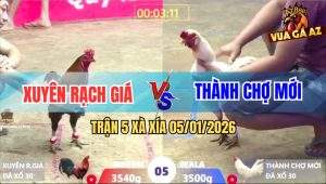 Trận 5 Xà Xía 5/1/2026 - Anh Kẽm Thả Gà 3 Đá Khiến Đối Thủ Chạy Lò Cò