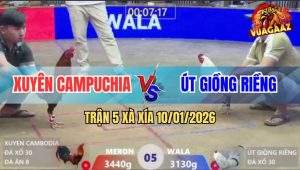 Trận 5 Xà Xía 10/1/2026 - Điều Đâm Như Cái May Anh Út Bắt Gà Thua Non