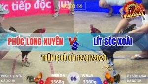 Trận 6 Xà Xía 12/1/2025 - Điều Cọp Anh Phúc Đâm Đối Thủ Trào Mau Họng