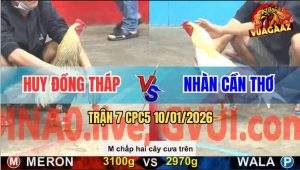 Trận 7 CPC5 10/1/2026 - Gà Chuối Cáp Ngông, Úa Đâm Không Kịp Gỡ Cựa