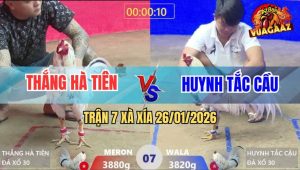 Trận 7 Xà Xía 26/1/2026 - Bướm Anh Huynh Đá Bướm Anh Kiểm Đi Không Nổi