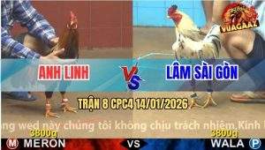 Trận 8 CPC4 14/1/2026 - Bướm Anh Lâm Đạp Một Cây Điều Té Hết Sữa