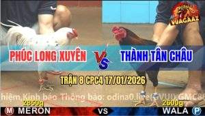 Trận 8 CPC4 17/1/2026 - Gà Bướm Anh Phúc Long Xuyên Tải Cựa Quá Tốt