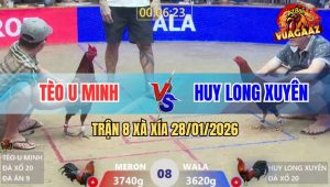 Trận 8 Xà Xía 28/1/2026 - Gà Vàng Anh Tèo U Minh Đâm Cựa Quá Nghiệt
