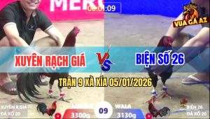 Trận 9 Xà Xía 5/1/2026 - Điều Anh Xuyên Đá Que Anh Kẽm Đứng Không Nổi