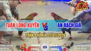 Trận 9 Xà Xía 31/1/2026 - Cú Kêu Điều Đáp, Đâm Cho Lủng Lỗ Như Rổ