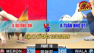 Trận 10 Bồ CPC2 13/3/2026 - Điều Đá Cây Qúa Nghiệt Cúp Cầu Dao Gà Bướm Té Hết Sửa
