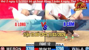 Trận 12 Bồ CPC2 11/3/2026 - Úa Canh Chặn Đâm Điều Lọt Cây Nạng Xỉu Tại Chỗ