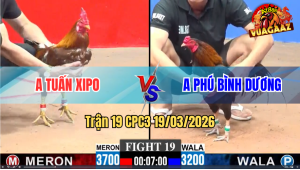 Trận 19 Bồ CPC3 19/3/3026 - Gà Khét Nhẹ Hơn Nửa Ký Đá Cho Gà Bự Ký Chết Tại Chỗ
