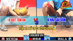 Trận 19 Bồ CPC3 12/3/2026 - 2 Con Đều Trâu Gồng Bỏ Mặt Hòa