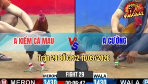 Trận 29 Bồ CPC2 11/3/2026 - Khét Dí Bạc Bị Vàng Đá Cứng Mình Chạy Bung Bồ