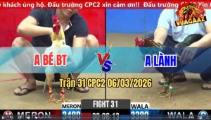 Trận 31 Bồ CPC2 6/3/2026 - Bướm Đá Như Cây Đập Đâm Bông Lật Xe Nhanh Gọn