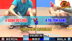 Trận 31 Bồ CPC3 19/3/3026 - Xám Cọp Đá Đâm Đầu Cần Bướm Gãy Cổ Chết Tại Chỗ