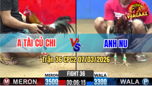 Trận 36 CPC2 7/3/2026 - Điều Đá Mấy Cây Lưng Bông Đem Quăng Xuống Sông