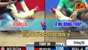 Trận 36 Bồ CPC2 11/3/2026 - Úa Cọp Anh Nu Đá Chân Nghiệt Đâm Bướm Té Hết Cứu