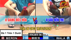 Trận 36 Bồ CPC3 19/3/3026 - Gà Đỏ Đi Bộ Cũng Có Chân Nghiệt Xanh Quá Tệ