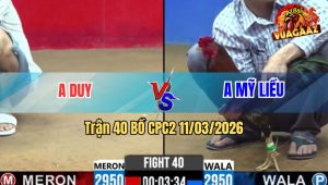 Trận 40 Bồ CPC2 11/3/2026 - Điều Đá Đâm Khủng Khiếp Xám Hư Hình Xách Đuôi Ra