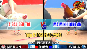 Trận 5 Bồ CPC3 19/3/3026 - Gà Cọp Má Minh Cũng Không Cứu Nổi Hàng Xịn Bên Kia