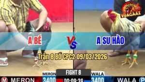 Trận 8 Bồ CPC2 9/3/2026 - Bướm Đá Quá Đâm Điều Hết Đường Ra Xỉu Tuyệt Đối