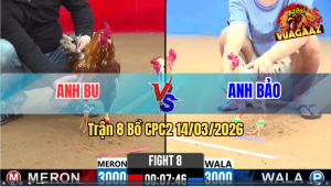 Trận 8 Bồ CPC2 14/3/2026 - Bướm Mồng Trích Đá Mấy Chân Đâm Bông Té Tuyệt Đối