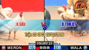 Trận 23 CPC3 15/03/2026 - Bướm Anh Ton Đá Như Xe Đụng Tiễn Gấu Lên Đường
