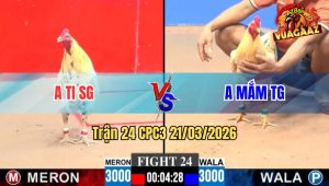 Tran 24 CPC3 21032026 Xanh Dam Nhu Chia Do Lot Cua May Chan Bo Chay