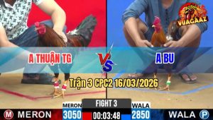 Trận 3 CPC2 16/03/2026 - Khét Nhỏ Ký Dí Bạc Buông Ra Que Đá Xỉu Tại Chỗ