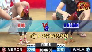 Trận 6 CPC2 16/03/2026 - Xám Đá Điều Xanh Còn Ăn 1 Bị Phản Ngược Lại Đau Đớn