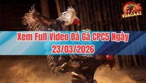 Xem Full Video Đá Gà CPC5 Ngày 23/03/2026