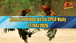 Xem Full Video Đá Gà CPC4 Ngày 17/04/2026