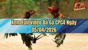 Xem Full Video Đá Gà CPC4 Ngày 05/04/2026