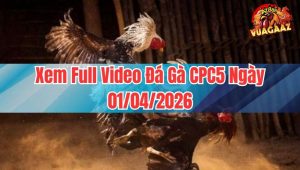 Xem Full Video Đá Gà CPC5 Ngày 01/04/2026